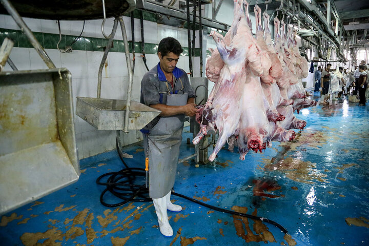 خودکفایی در تولید گوشت قرمز دست یافتنی است؟ خودکفایی در تولید گوشت قرمز دست یافتنی است؟