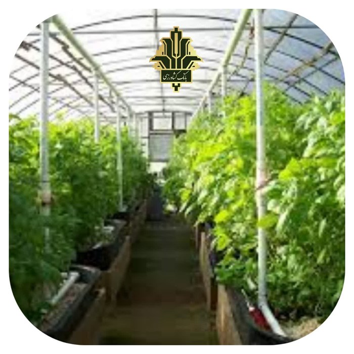 پرداخت ۷۵۰ میلیارد ریال تسهیلات گلخانه توسط بانک کشاورزی استان قم پرداخت ۷۵۰ میلیارد ریال تسهیلات گلخانه توسط بانک کشاورزی استان قم