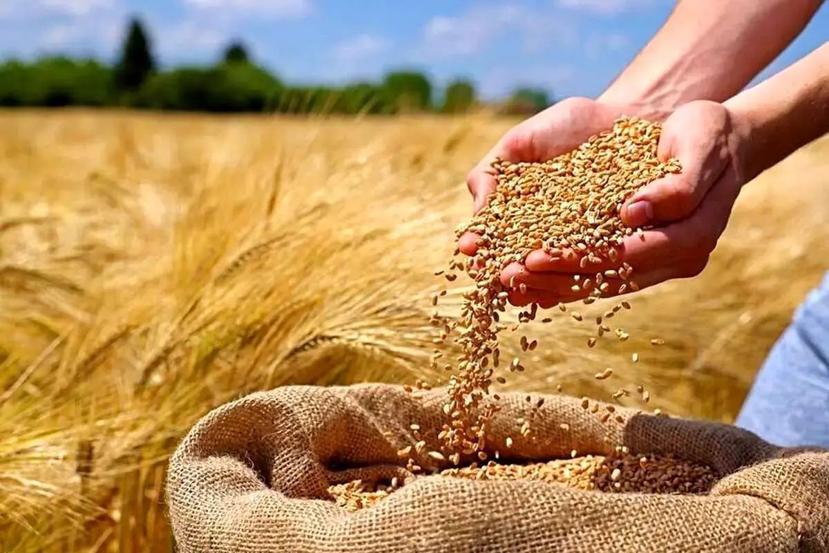 فردا قیمت خرید تضمینی گندم تعیین می‌شود