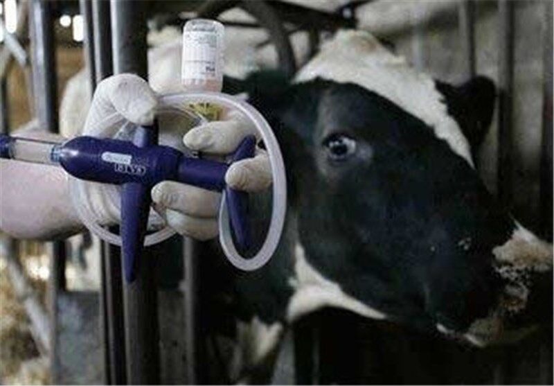 کاهش تولید شیرخام با شیوع بیماری تب برفکی کاهش تولید شیرخام با شیوع بیماری تب برفکی
