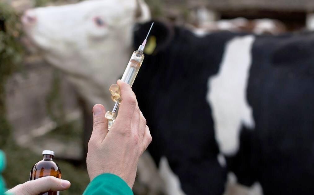 ۲ میلیون دُز واکسن تب برفکی وارد می شود/آنفلوآنزای پرندگان نداریم ۲ میلیون دُز واکسن تب برفکی وارد می شود/آنفلوآنزای پرندگان نداریم