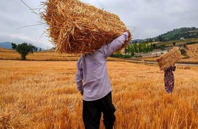 قالیباف: بدهی گندمکاران تا ۱۰ روز آینده پرداخت می‌شود