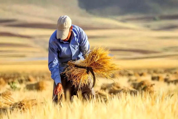 ۴۰ هزار میلیارد تومان از مطالبات گندمکاران پرداخت می‌شود